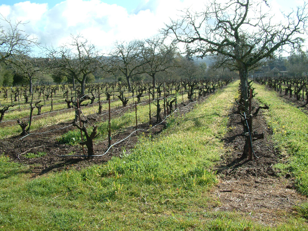 Different grape vines with no mustard