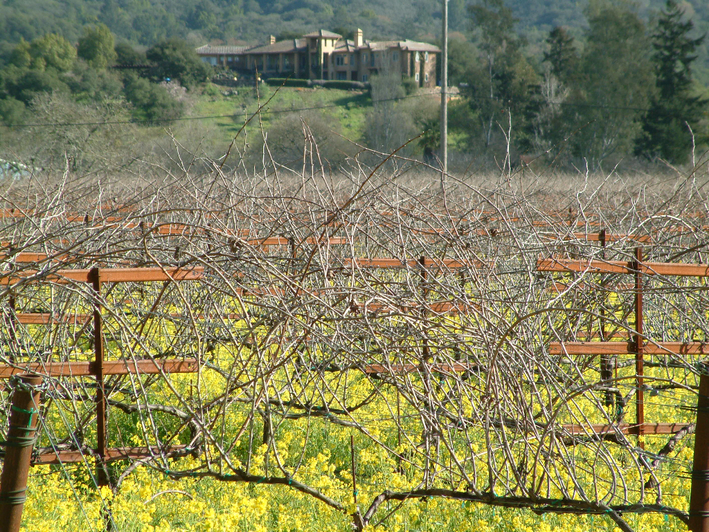 Vines with winery on the hill